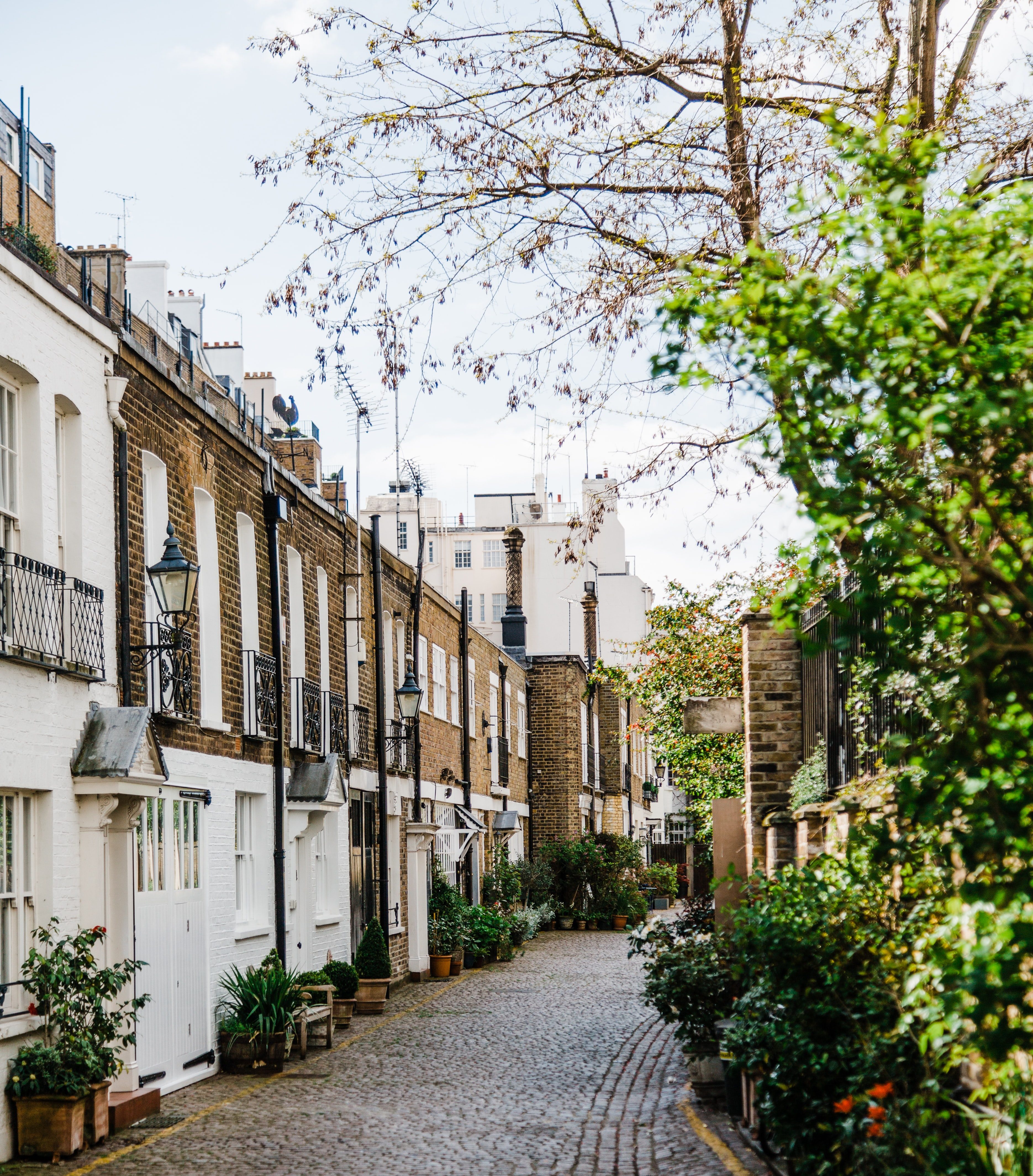 Experience the charming, narrow cobblestone street in Lewisham, lined with quaint two-story houses. These homes boast white and brown facades adorned with potted plants. Leafless trees and green shrubs add a touch of nature to the scene, reminiscent of a Vita Student London brochure.