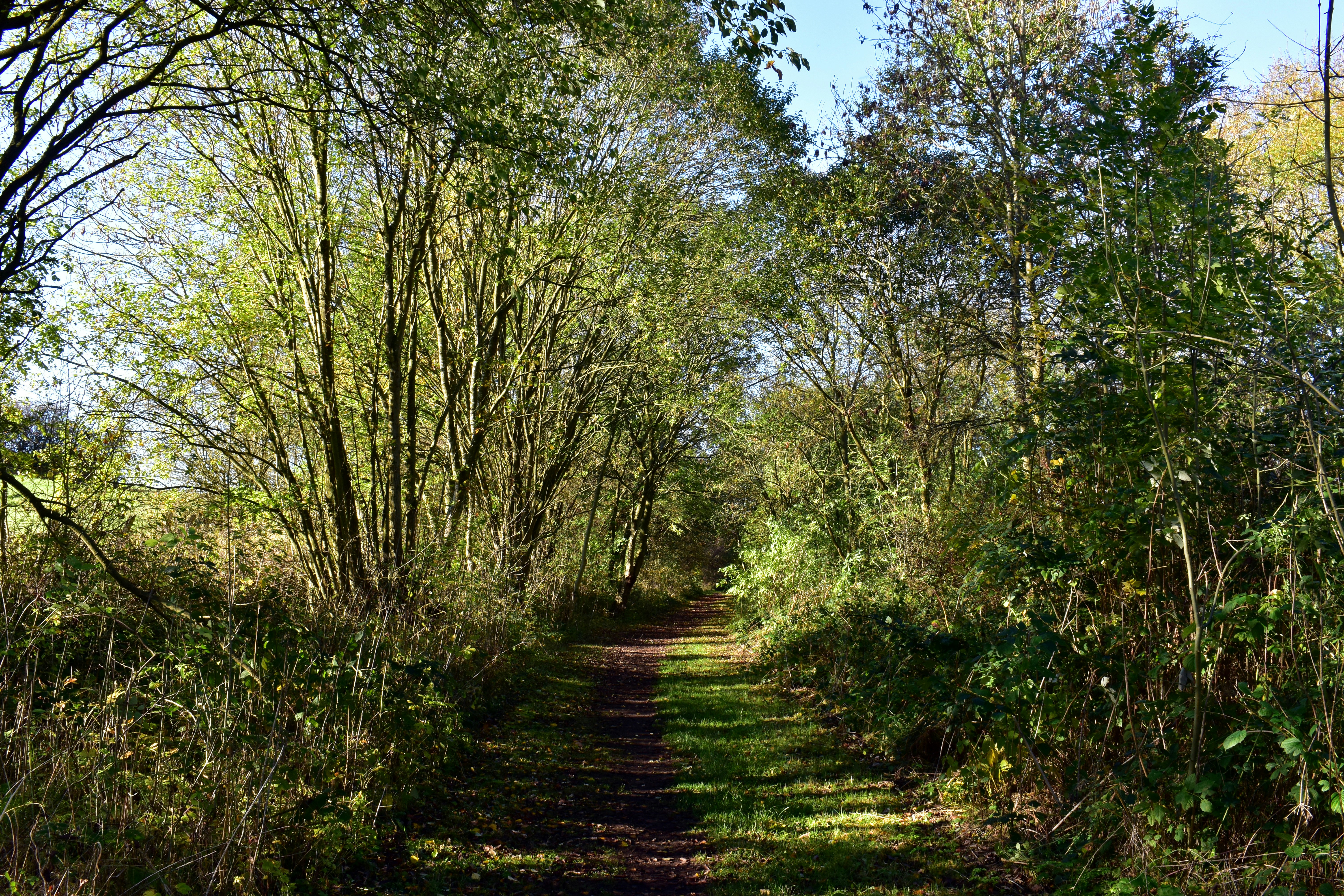 A narrow dirt path runs through a wooded area with tall green trees—an inviting spot for students seeking days out Nottingham offers, with sunlight filtering through the branches under a clear blue sky.