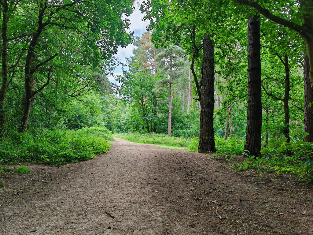 A dirt path winds through a lush, green forest with tall trees—perfect for Nottingham student activities or relaxing student days out under a partly cloudy sky.