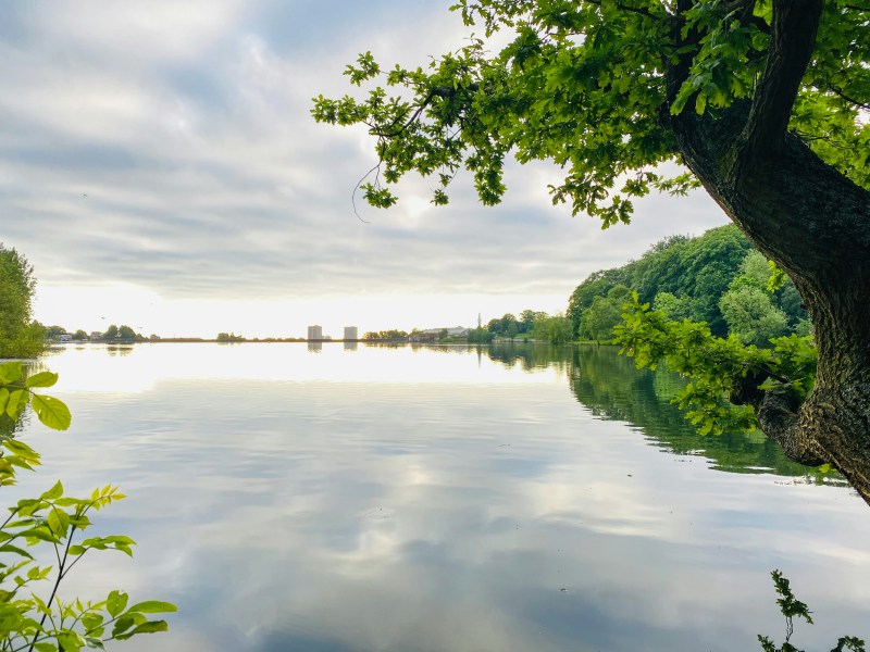 A calm lake with reflections of trees and a cloudy sky, a large tree with green leaves in the foreground, and distant buildings on the horizon—capturing one of Birmingham’s serene places to live, perfect for students seeking tranquility amidst city life.