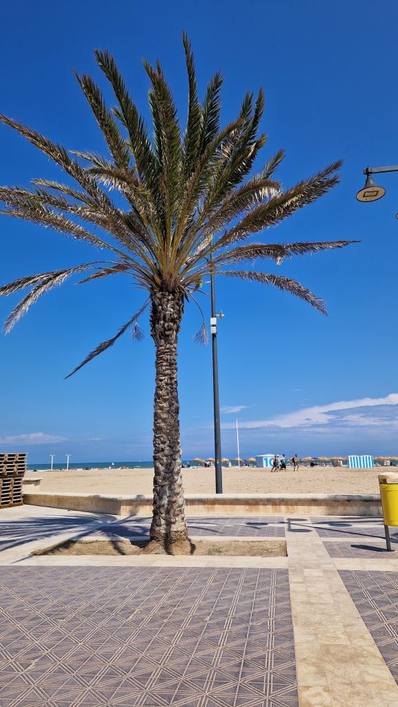 A tall palm tree stands on a tiled walkway near a sandy beach, with a clear blue sky, a few people in the distance—perhaps students on day trips from Madrid—beach umbrellas, and a yellow trash bin visible.