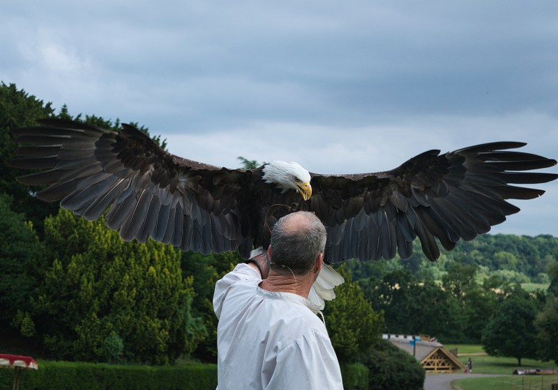 A person in a white shirt holds a bald eagle with its wings fully spread outdoors, surrounded by green trees and cloudy skies—a perfect scene for students enjoying day trips near Coventry.